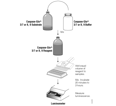Schematic diagram of the Caspase-Glo® Assay protocols.
