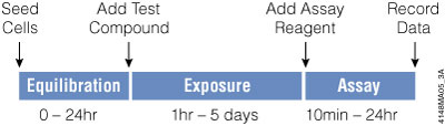 Generalized scheme representing an in vitro cytotoxicity assay protocol.
