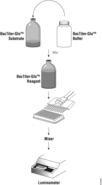 Schematic diagram of BacTiter-Glo™ Assay protocol.