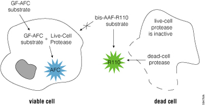Biology of the MultiTox-Fluor Multiplex Cytotoxicity Assay.