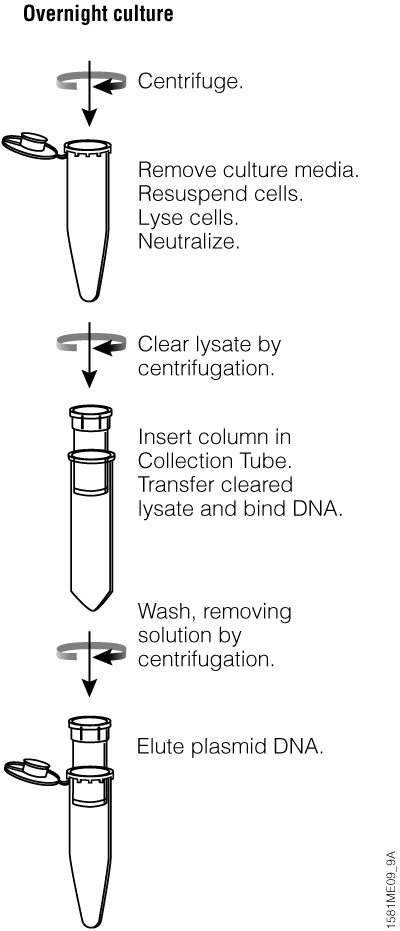 Overview of the Wizard®Plus SV Minipreps DNA Purification System centrifugation protocol.