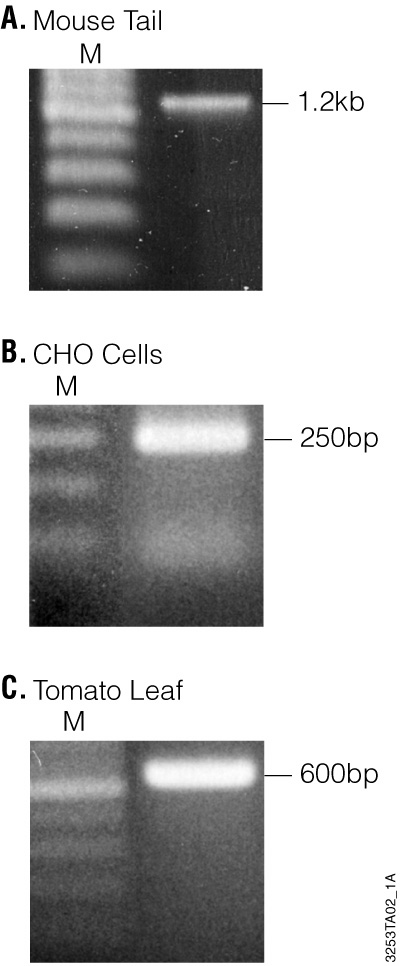 Agarose gel electrophoresis of PCR products amplified from 1µl of mouse tail, CHO cells and tomato leaf sample genomic DNA isolated using the Wizard® SV 96 Genomic DNA Purification System.