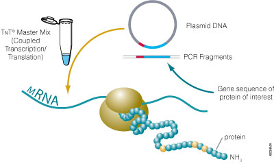 Cell-Free expression using the TNT® systems.