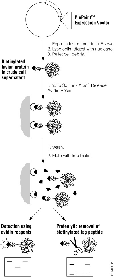 Schematic diagram of recombinant protein expression and purification using the PinPoint™ Xa Protein Purification System.
