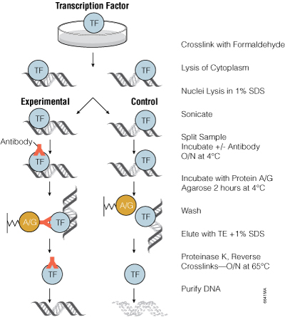 Overview of chromatin immunoprecipitation using antibodies.