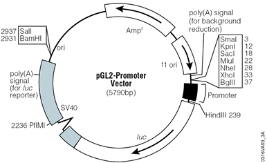 pGL2-Promoter Vector.