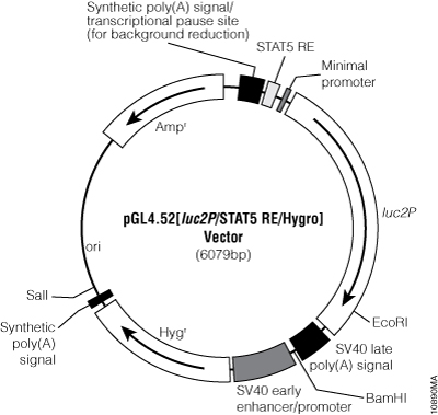 pGL4.52[luc2P/STAT5 RE/Hygro] Vector.