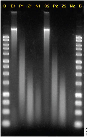Degree of DNA fragmentation after conversion.