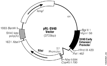 pRL-SV40 Vector.