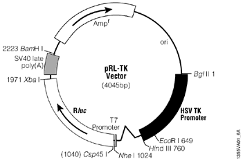 pRL-TK Vector.