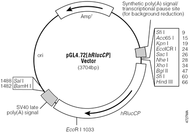 pGL4.72[hRlucCP] Vector.