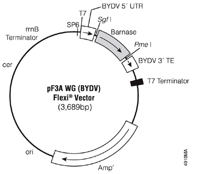 pF3A WG (BYDV) Flexi Vector.