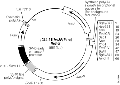 pGL4.21[luc2P/Puro] Vector. 