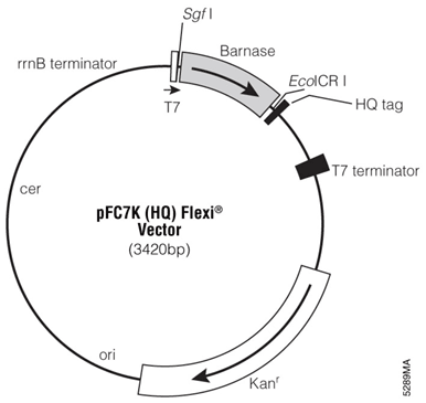 pFC7K (HQ) Flexi Vector.