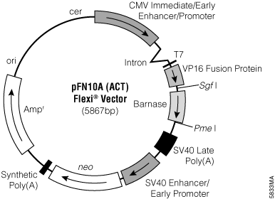 pFN10A (ACT) Flexi Vector.