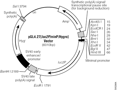 pGL4.27[luc2P/minP/Hygro] Vector.