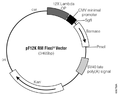 pF12K RM Flexi Vector.