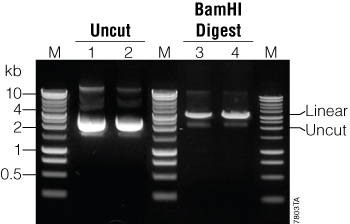 Example of plasmid purified with the PureYield Plasmid Maxiprep System and separated by agarose gel electrophoresis.