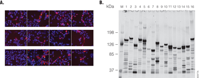 N-terminal HaloTag fusions expressed in HEK293 cells. 