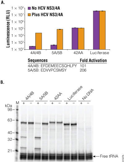 HCV activation by protease digestion