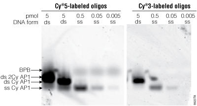 Detection sensitivity of Cy5- and Cy3-labeled DNA oligos.