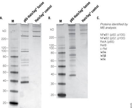 Capture of p65 protein partners.
