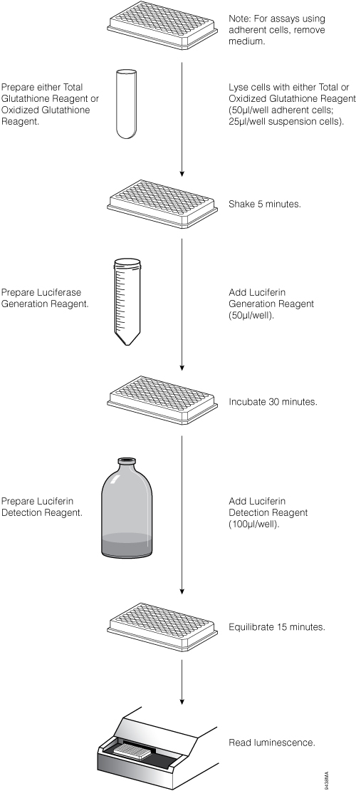 Workflow for the GSH/GSSG-Glo Assay.