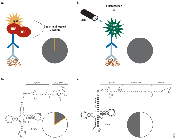 Non-radioactive detection methods for cell-free protein expression.