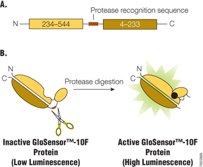 proteaseglo