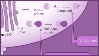 viral-rep-middle2