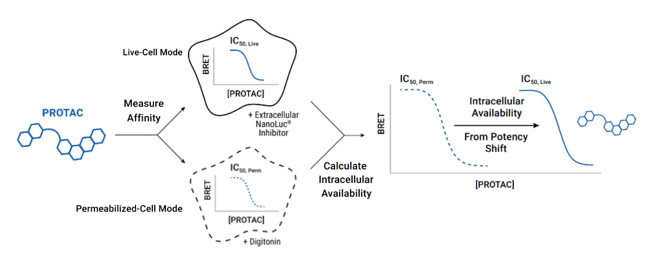 compound-permeability-figure