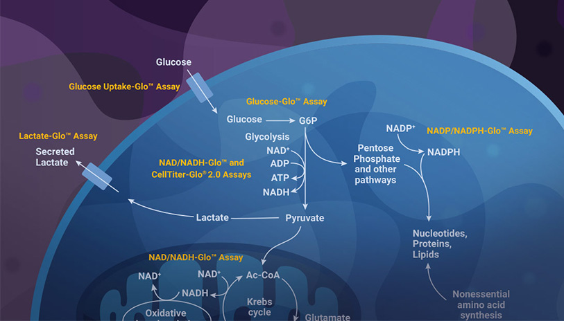 lipid-metabolism-webinar-pathway