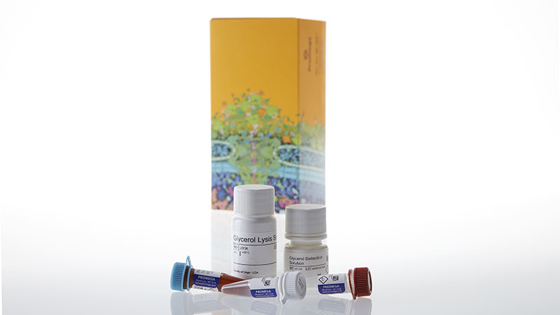 J3150_Glycerol-Glo--Assay_3