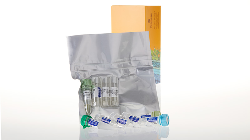 L1030_E- coli S30 Extract System for Linear Templates_3