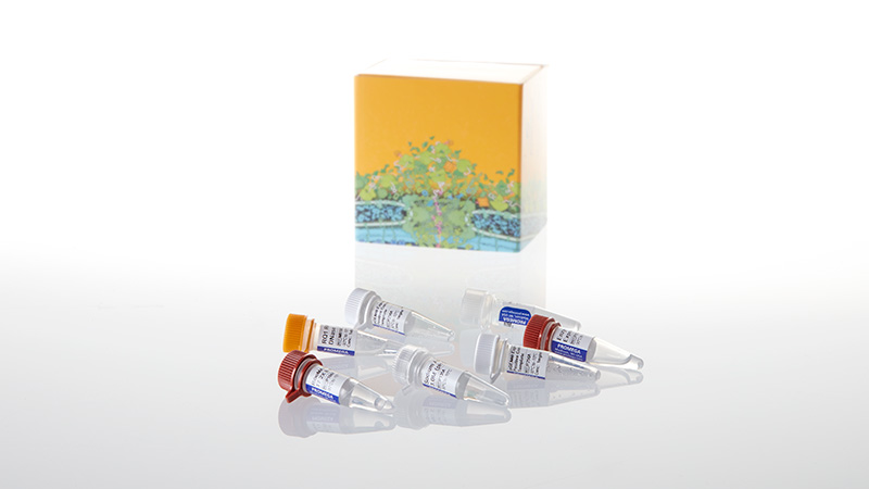 P1320_T7-RiboMAX--Express-Large-Scale-RNA-Pro_3