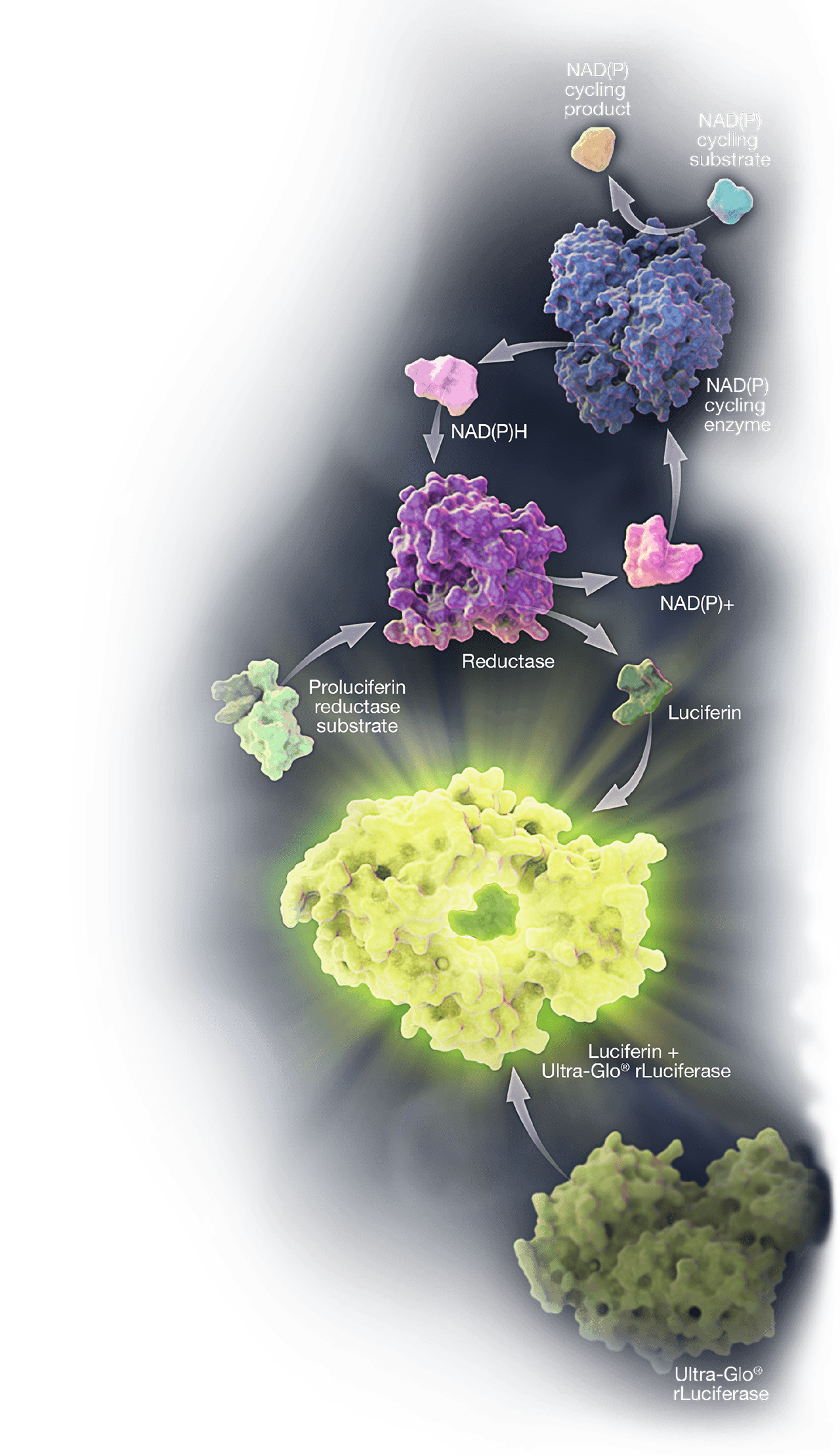 NAD_NADH_Foreground-Image