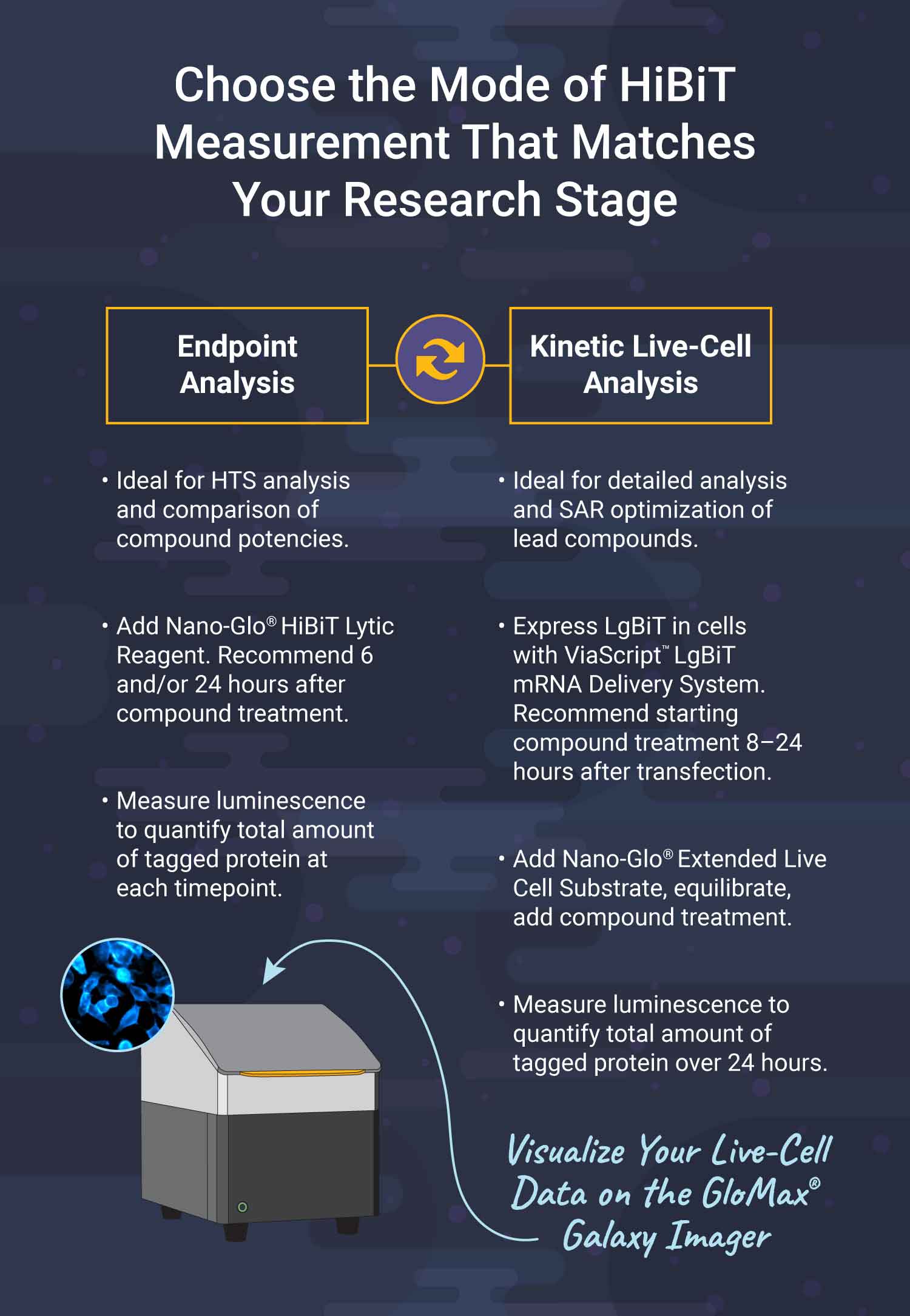 live-cell-kinetic-degrader-analysis-infographic