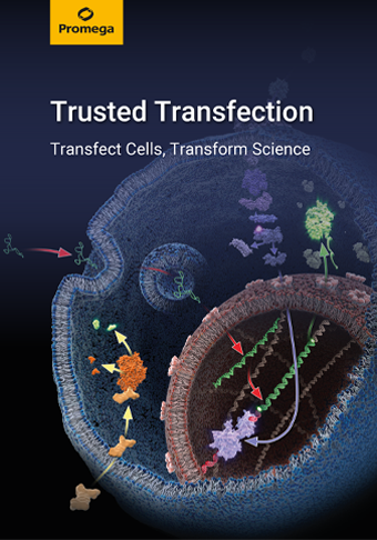 webpage-dna-transfection-broschuere