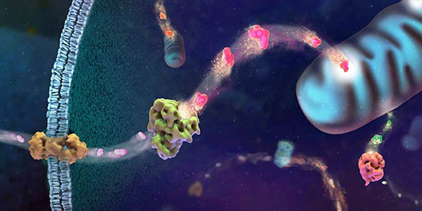 promega-seminars-596x298-modul4