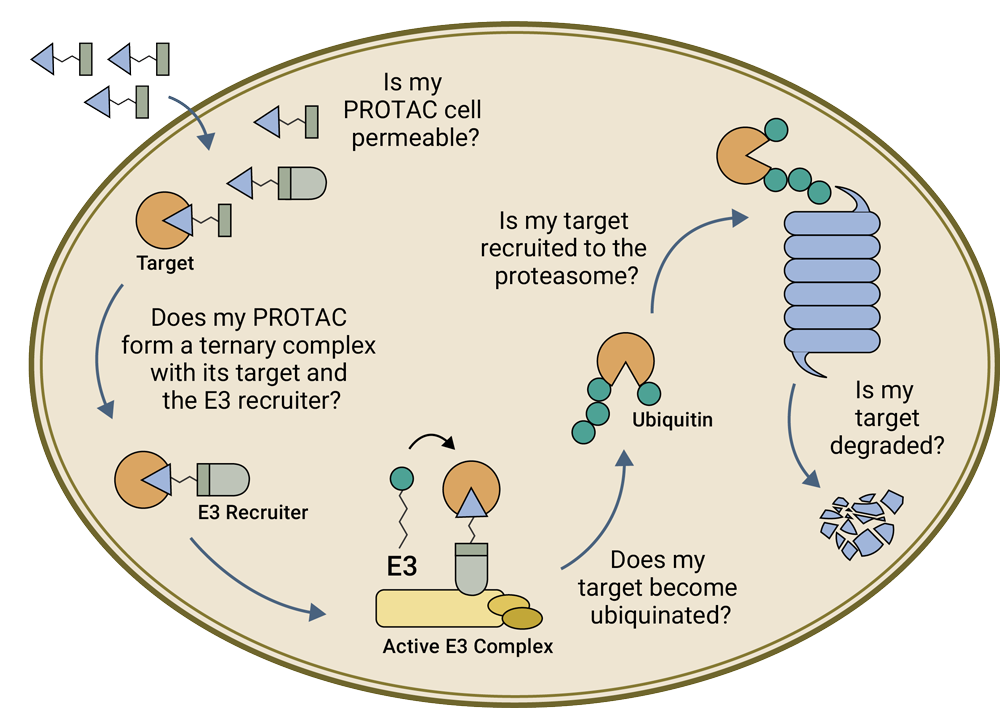 62574416-academic-access-program-targeted-protein-degredation