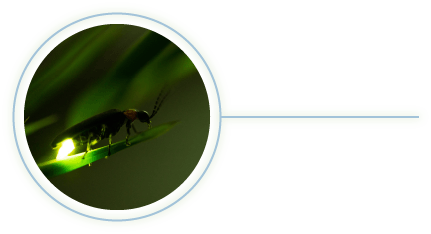 Glowing Firefly