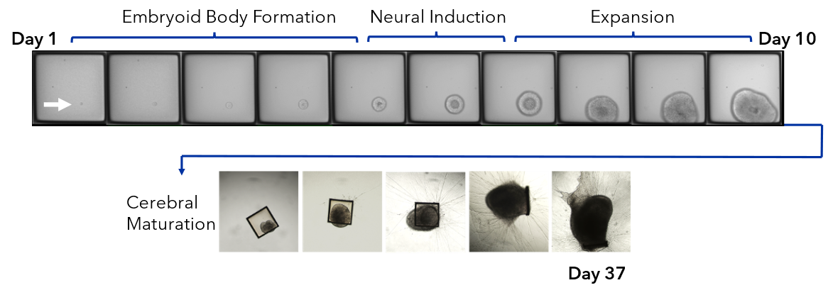 ipscs on cellraft array