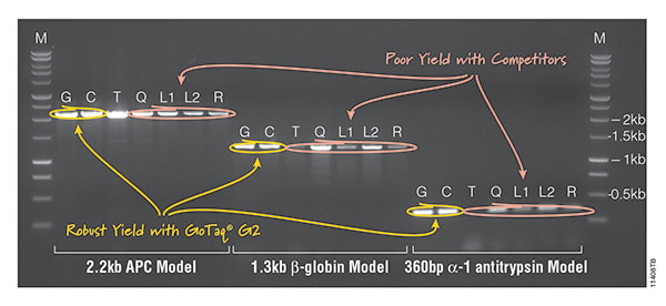 Data showing that GoTaq G2 Taq polymerase gives consistent high yields from a variety of amplification  targets