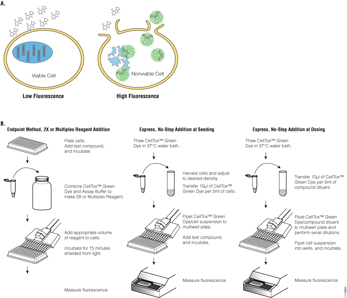 CellTox™ Green Cytotoxicity Assay