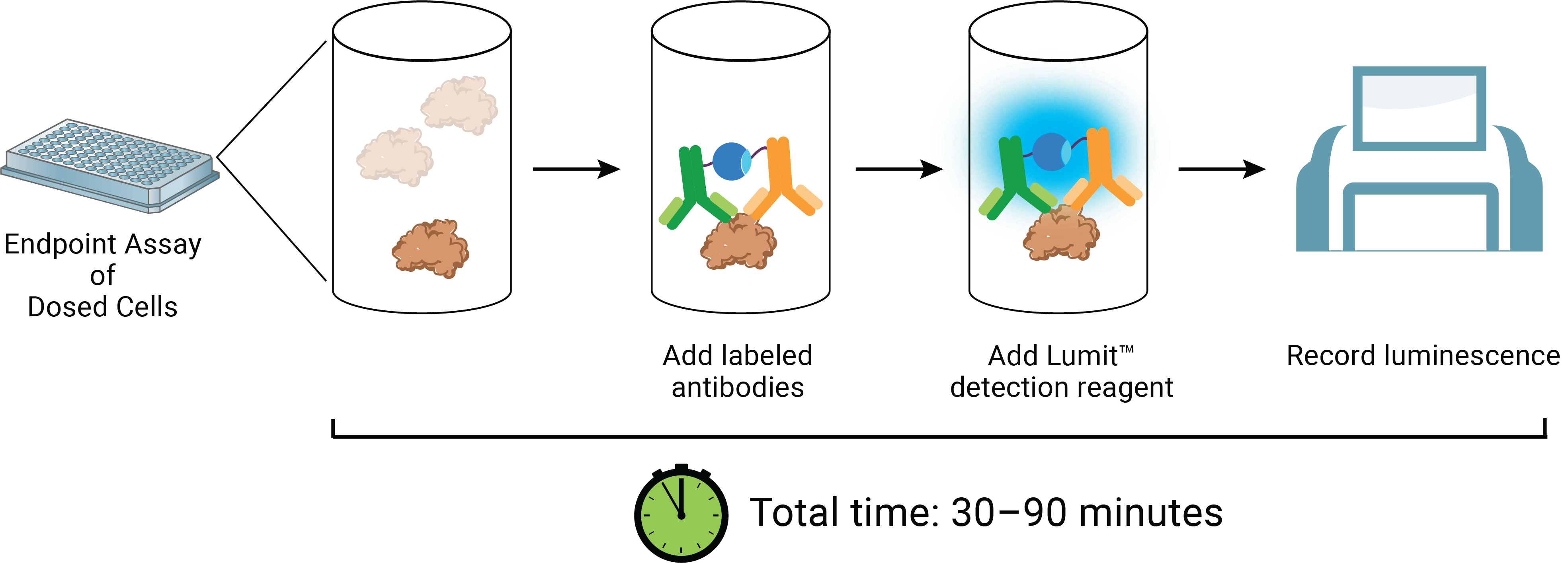 Lumit™ IL-8 (Human) Immunoassay workflow.
