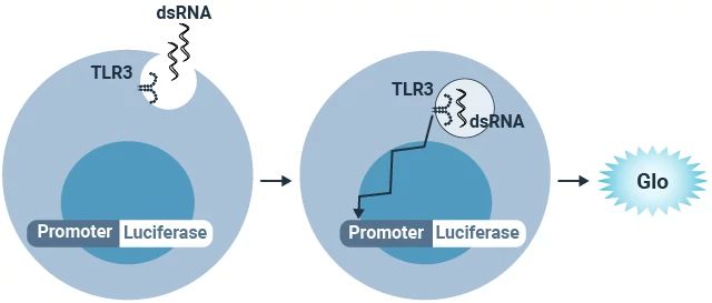 Illustration showing the principle of the TLR3 Bioassay.