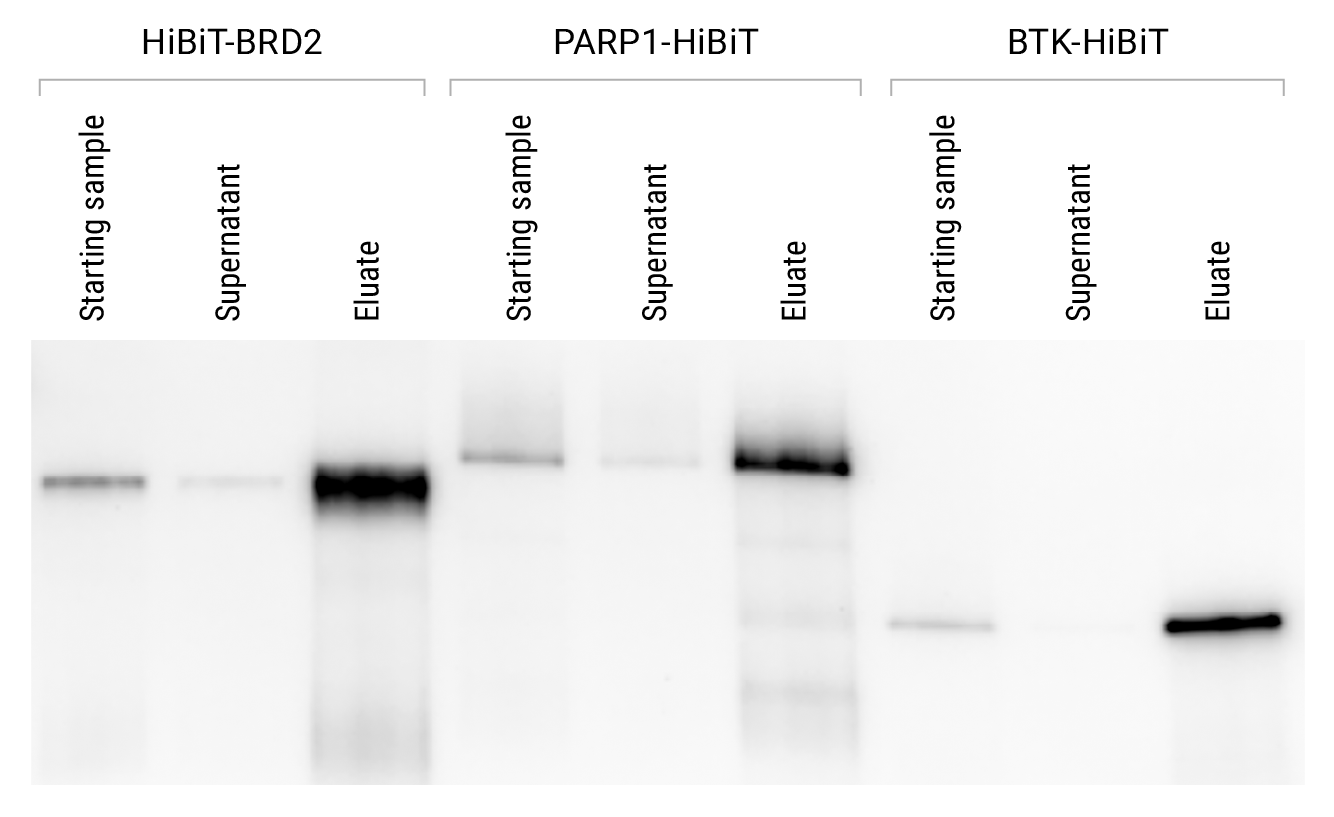 Western blot showing analysis of lysate samples after immunoprecipitation with Anti-HiBiT Magne® Beads.