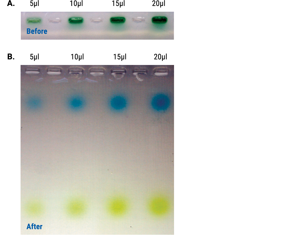 Taq polymerase 3821TA08_2A-W
