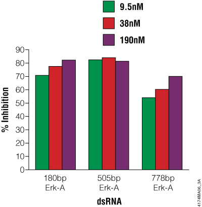 Effect of Erk-A dsRNA length and concentration on Erk-A protein levels expressed as a percentage of the untreated control.