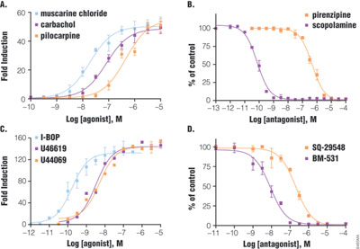 Ranking agonist and antagonist using SRE and SRF-RE reporters.